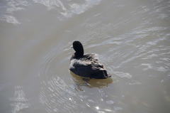 Fulica atra australis