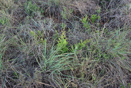 Image of Searsia harveyi by (c) Tony Rebelo, some rights reserved (CC BY-SA)