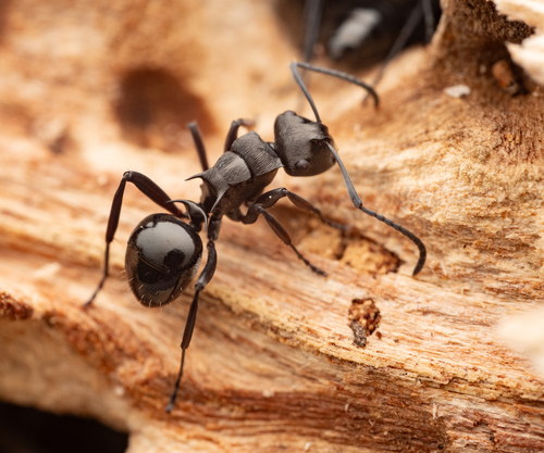 Polyrhachis clioPolyrhachis clio