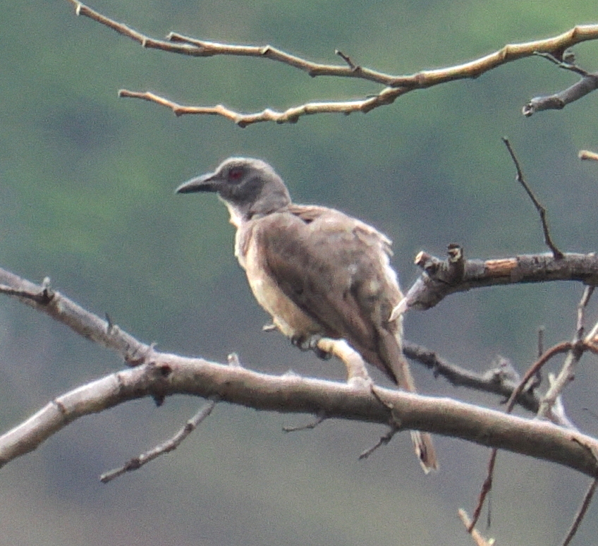 Wetar Oriole