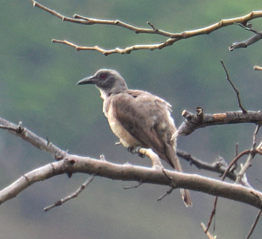 Wetar Oriole (Oriolus finschi), photo 3