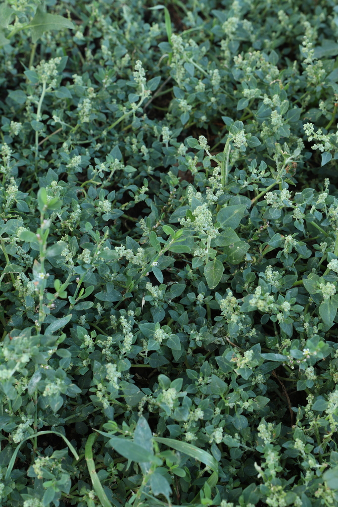 Stinking Goosefoot
