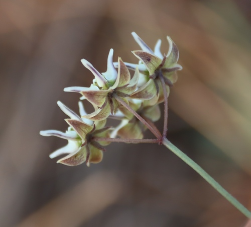 Image of Asclepias aurea by (c) Tony Rebelo, some rights reserved (CC BY-SA)