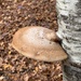 樺擬層孔菌 - Photo 由 Bill MacIndewar 所上傳的 (c) Bill MacIndewar，保留部份權利CC BY-NC