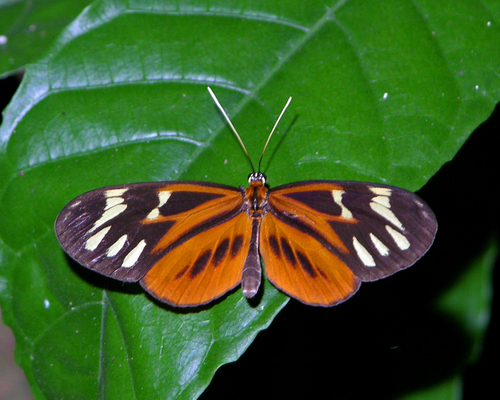 Napeogenes aethra