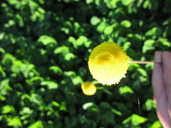 Cotula discolor