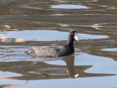 Fulica atra australis
