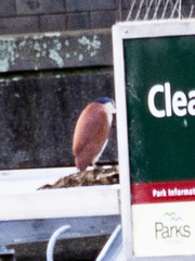 Nycticorax caledonicus