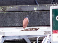 Nycticorax caledonicus