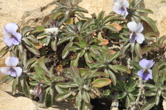 Viola arborescens