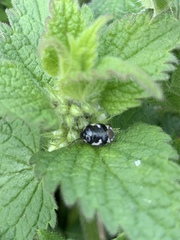 Tritomegas bicolor
