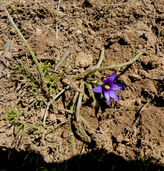 Romulea linaresii