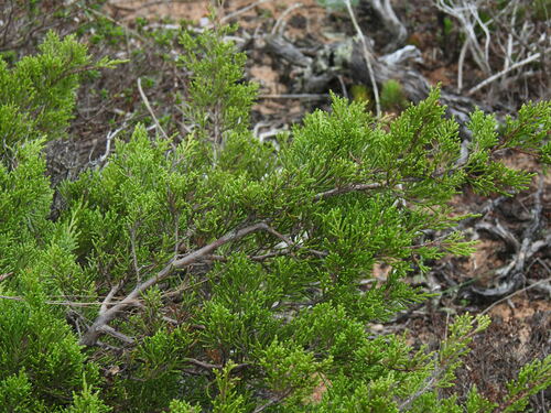 Juniperus phoenicea, photograph 2