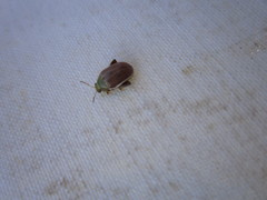 Calotheca