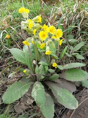 Primula × polyantha