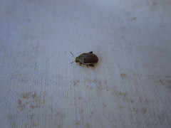 Calotheca