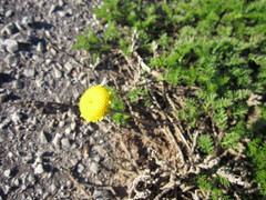 Cotula discolor