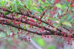 Phyllanthus myrtifolius