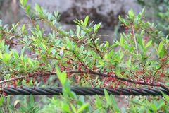 Phyllanthus myrtifolius