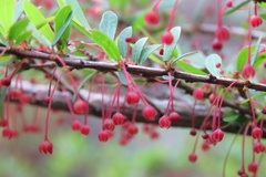 Phyllanthus myrtifolius