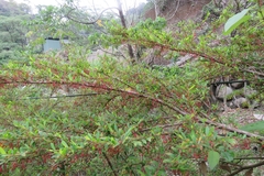 Phyllanthus myrtifolius