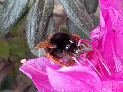 Bombus eximius