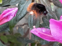 Bombus eximius