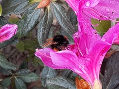 Bombus eximius