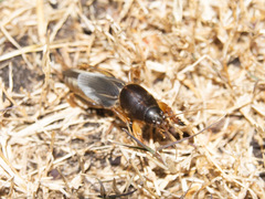 Gryllotalpidae