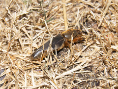 Gryllotalpidae