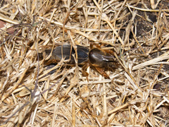 Gryllotalpidae