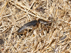 Gryllotalpidae