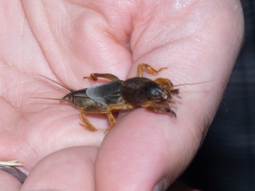 European mole cricket