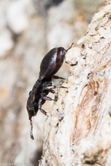Cephalotes maculatus