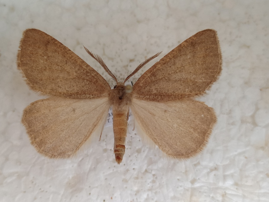 Onychora agaritharia