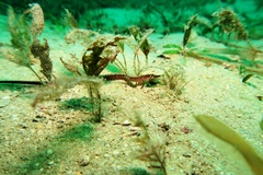 Vanacampus margaritifer