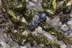 Cephalotes maculatus
