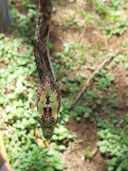 Thelotornis capensis capensis