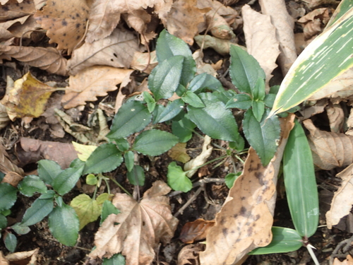 Tripterospermum japonicum iNat (2)
