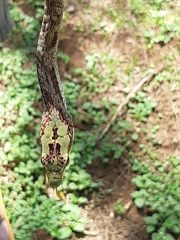 Thelotornis capensis capensis