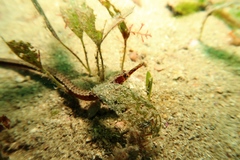 Vanacampus margaritifer