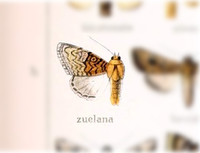 Catephiodes zuelana