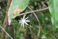 Jasminum nervosum