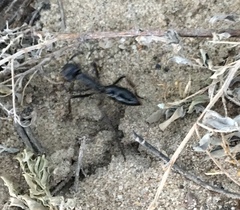 Dinoponera quadriceps