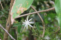 Jasminum nervosum