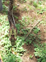 Thelotornis capensis capensis