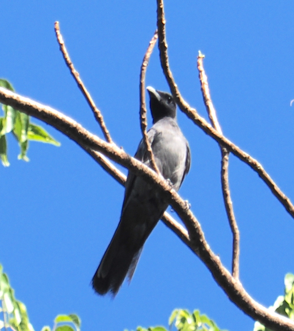Wallacean Cuckooshrike (Coracina personata), photo 3
