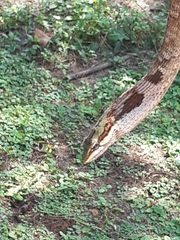 Thelotornis capensis capensis