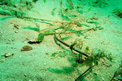 Vanacampus margaritifer