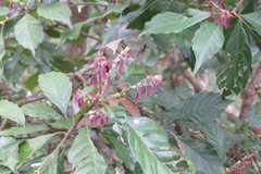 Lithocarpus konishii